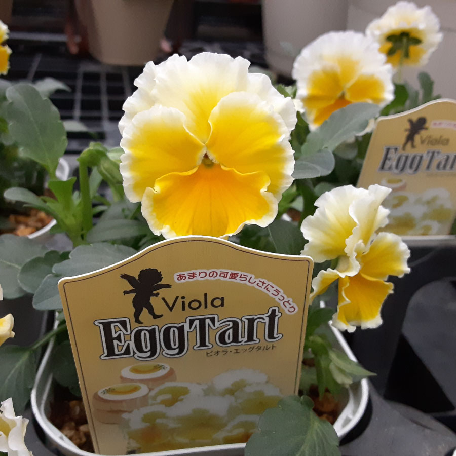 楽天市場】ビオラ レディ 【再入荷！11月28日20時より販売】 宮崎 石川