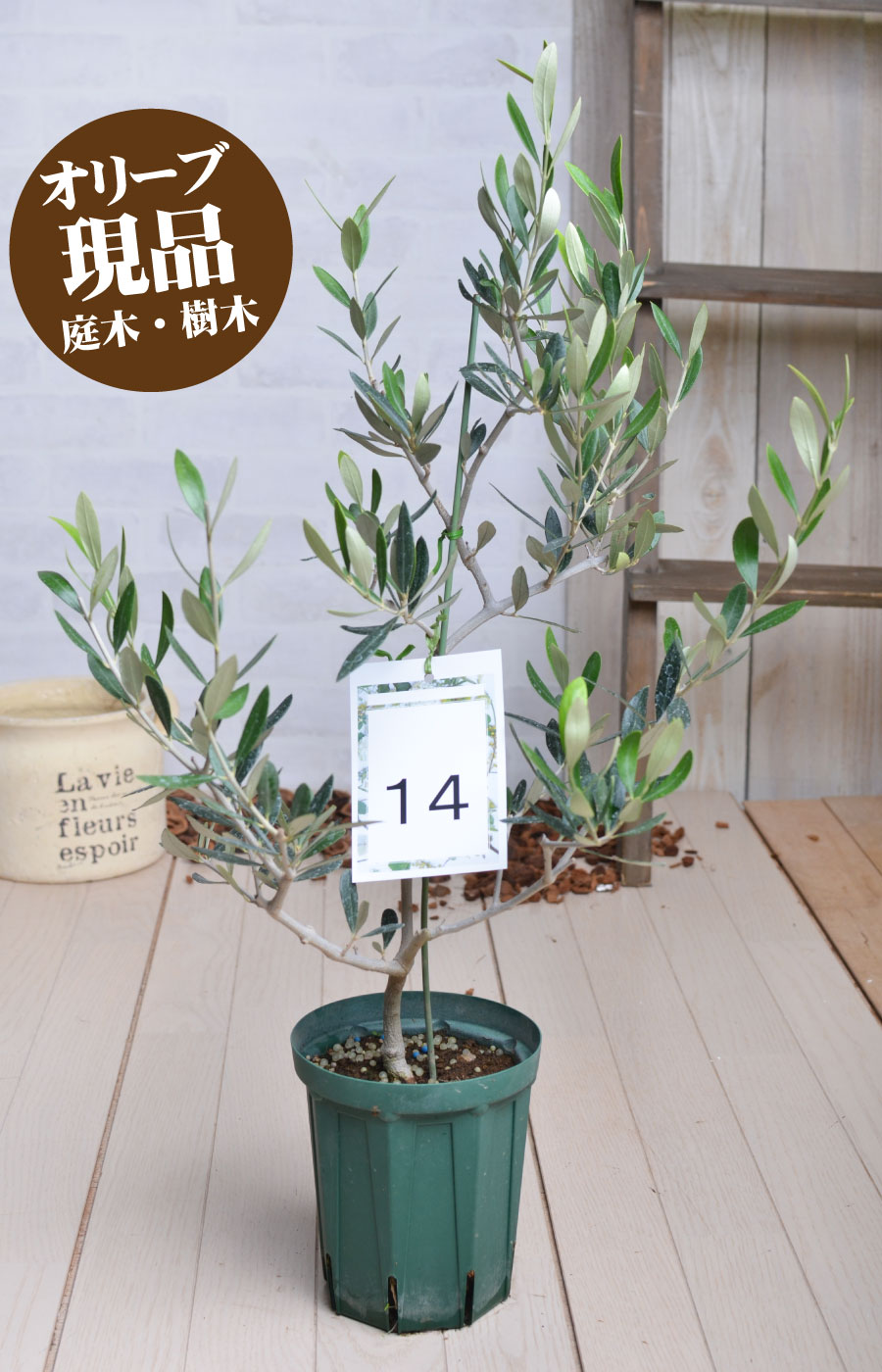 楽天市場 現品 14 シプレッシーノ オリーブの木 苗木 鉢植え 庭木 6号鉢 販売 観葉植物 おしゃれな 樹木 洋風の家に合う Fleur Town 吉本花城園