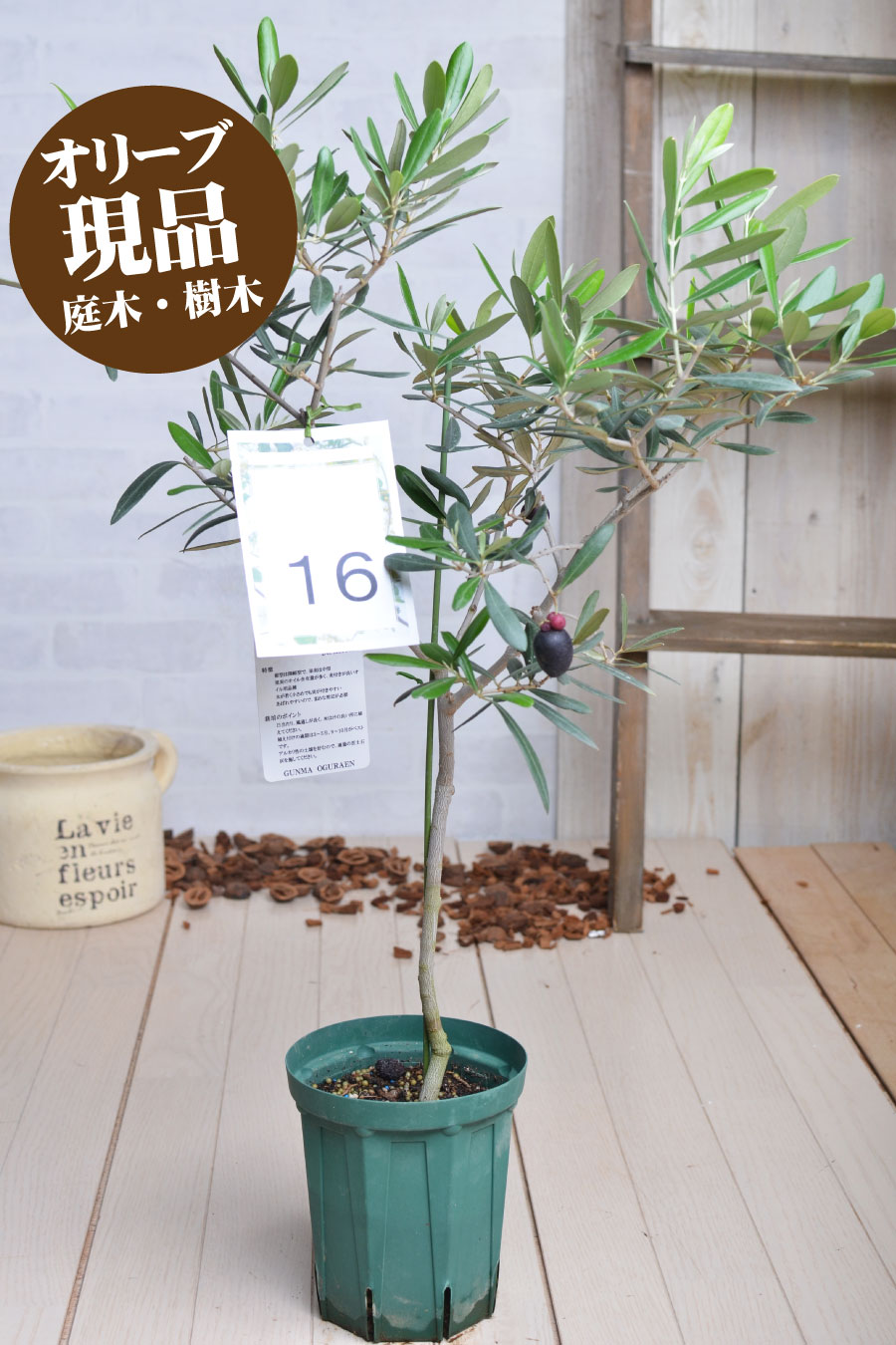 楽天市場 現品 16 デルモロッコ オリーブの木 苗木 鉢植え 庭木 6号鉢 販売 観葉植物 おしゃれな 樹木 洋風の家に合う Fleur Town 吉本花城園