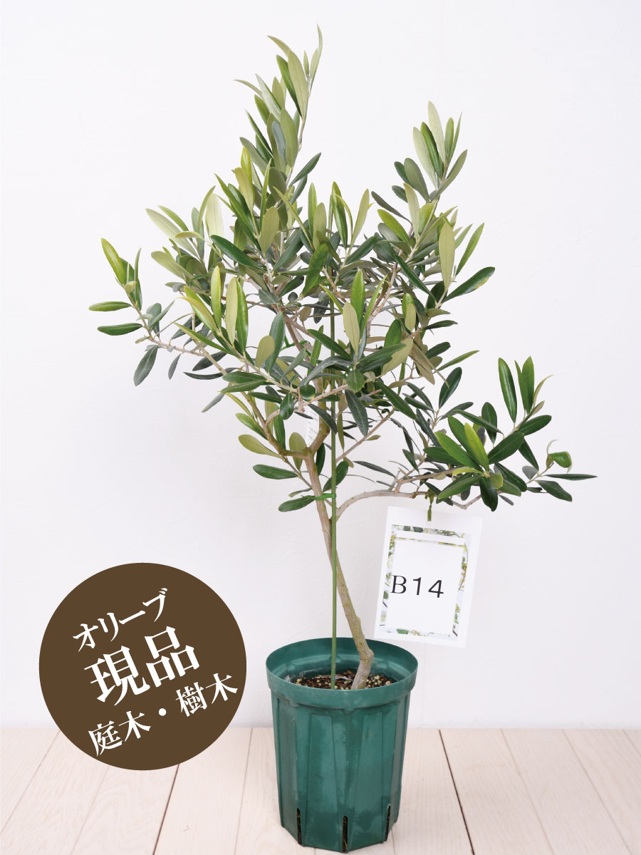 楽天市場 現品 B14 デルモロッコ オリーブの木 苗木 鉢植え 庭木 6号鉢 販売 観葉植物 おしゃれな 樹木 洋風の家に合う Fleur Town 吉本花城園