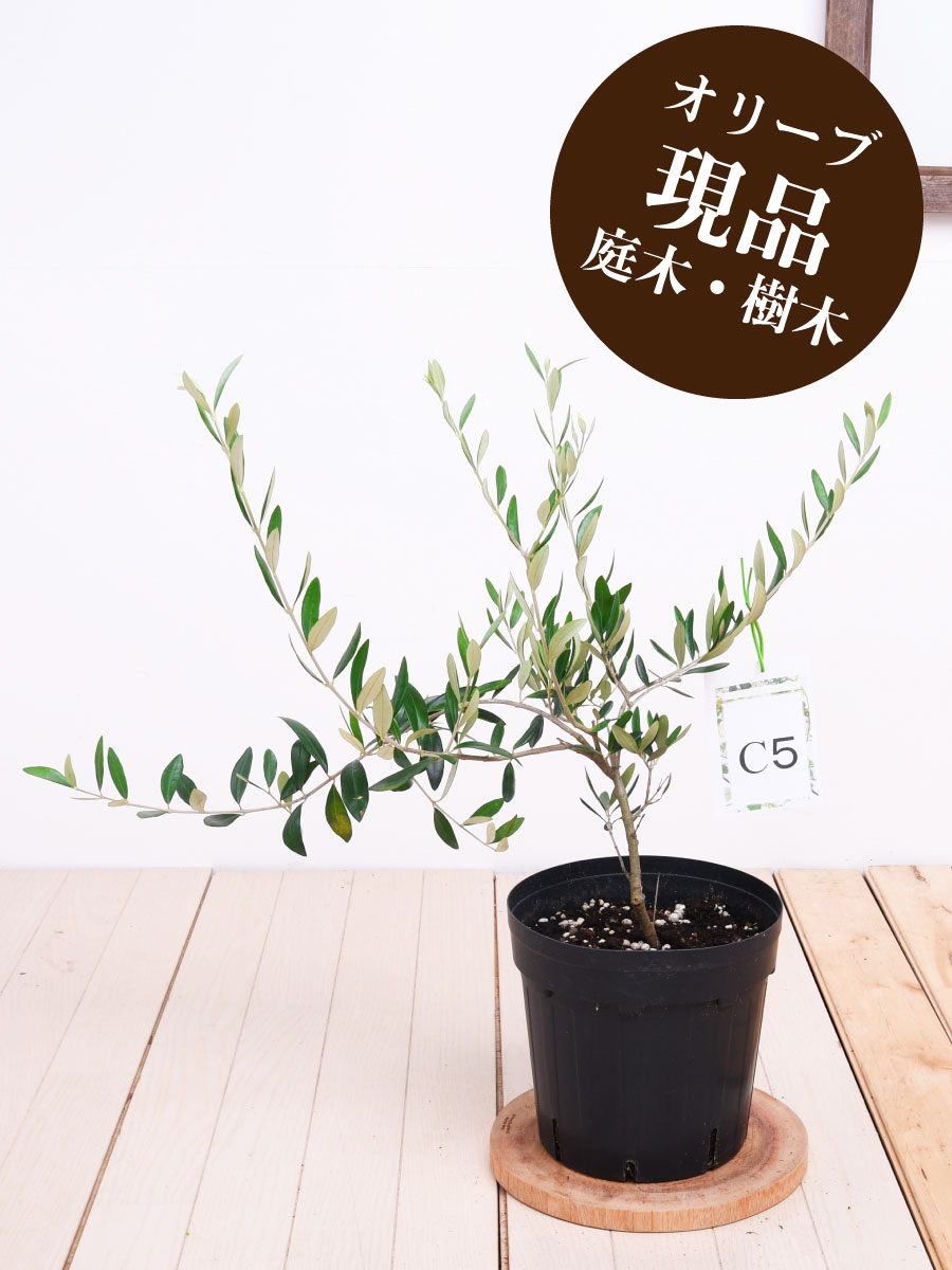 楽天市場 現品 C5 オークラン オリーブの木 苗木 鉢植え 庭木 6号鉢 販売 観葉植物 おしゃれな 樹木 洋風の家に合う Fleur Town 吉本花城園