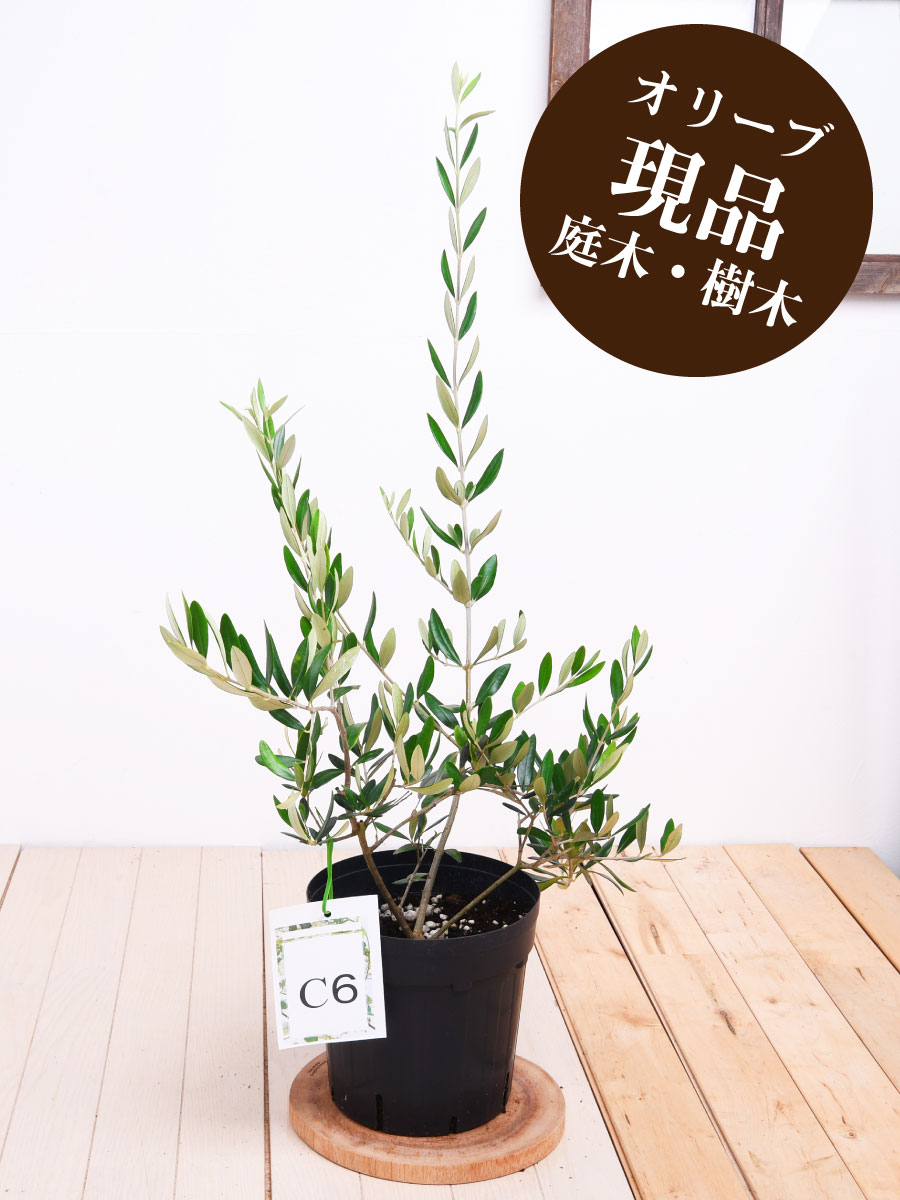 現品 C6 オークラン オリーブの木 苗木 鉢植え 庭木 6号鉢 販売 観葉植物 おしゃれな 樹木 洋風の家に合う Letempslev K7a Com