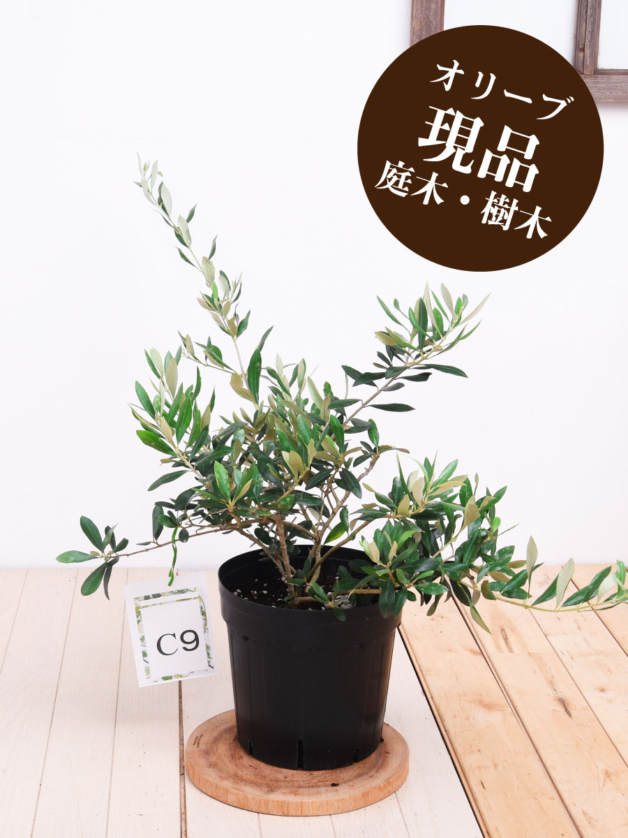 現品 C9 アスコラノ オリーブの樹形図 若木 野晒し植え 庭木 6サイズ鉢 取引き 観葉植物 きりっとしたな 四阿 洋風のファミリに嵌まる Hotjobsafrica Org