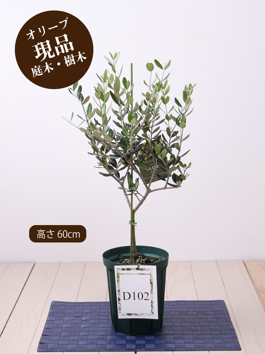 楽天市場 オリーブの木 苗木 品種 ルッカ 鉢植え 庭木 植木 5号鉢 販売 観葉植物 おしゃれな 樹木 洋風の家に合う ギフト プレゼント 対応可能 Fleur Town 吉本花城園 楽天市場 オリーブの木 苗木 品種 ルッカ 鉢植え 庭木 植木 5号鉢 販売 観葉植物 おしゃれな 樹木 洋風の家に合う ギフト プレゼント 対応可能 Fleur Town 吉本花城園