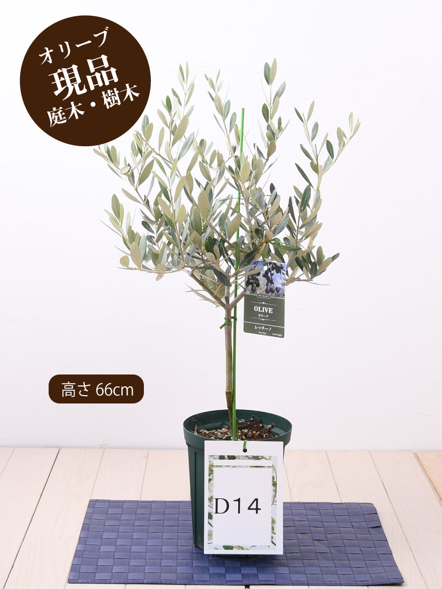 楽天市場 オリーブの木 苗木 品種 織姫 ひなかぜ 鉢植え 庭木 植木 ５号鉢 販売 観葉植物 おしゃれな 樹木 洋風の家に合う ギフト プレゼント 対応可能 Fleur Town 吉本花城園