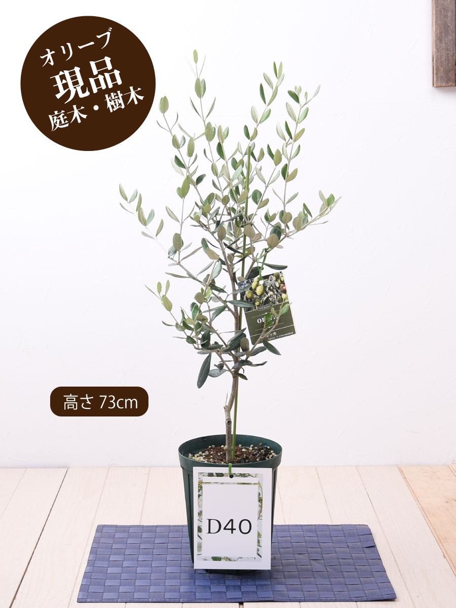 楽天市場 オリーブの木 苗木 品種 ルッカ 鉢植え 庭木 植木 5号鉢 販売 観葉植物 おしゃれな 樹木 洋風の家に合う ギフト プレゼント 対応可能 Fleur Town 吉本花城園 楽天市場 オリーブの木 苗木 品種 ルッカ 鉢植え 庭木 植木 5号鉢 販売 観葉植物 おしゃれな 樹木 洋風の家に合う ギフト プレゼント 対応可能 Fleur Town 吉本花城園