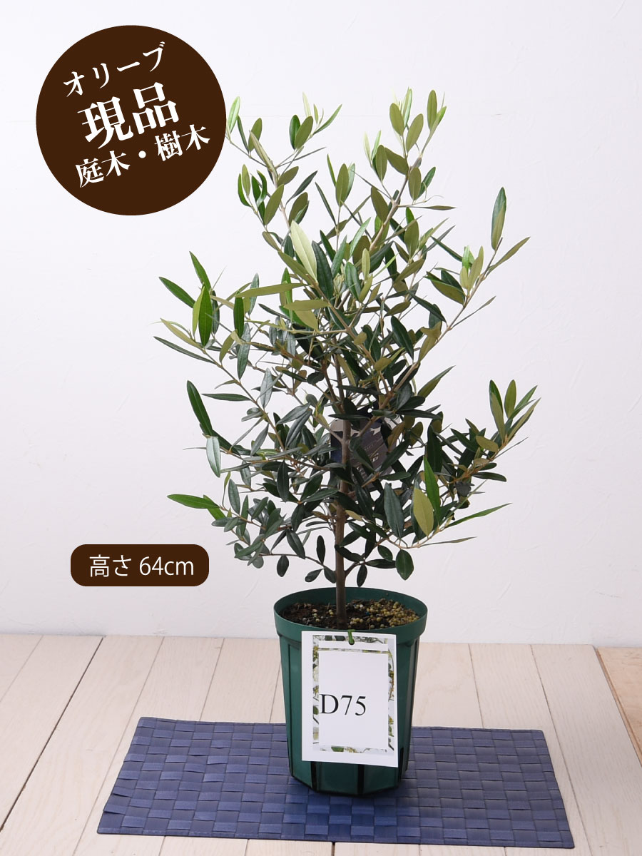楽天市場 オリーブの木 苗木 品種 織姫 ひなかぜ 鉢植え 庭木 植木 ５号鉢 販売 観葉植物 おしゃれな 樹木 洋風の家に合う ギフト プレゼント 対応可能 Fleur Town 吉本花城園