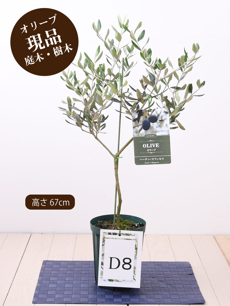 楽天市場 現品 オリーブの木 品種 レッチーノ 鉢植え ５号鉢 販売 観葉植物 おしゃれな 樹木 苗木 庭木 洋風の家に合う ギフト プレゼント 対応可能 Fleur Town 吉本花城園