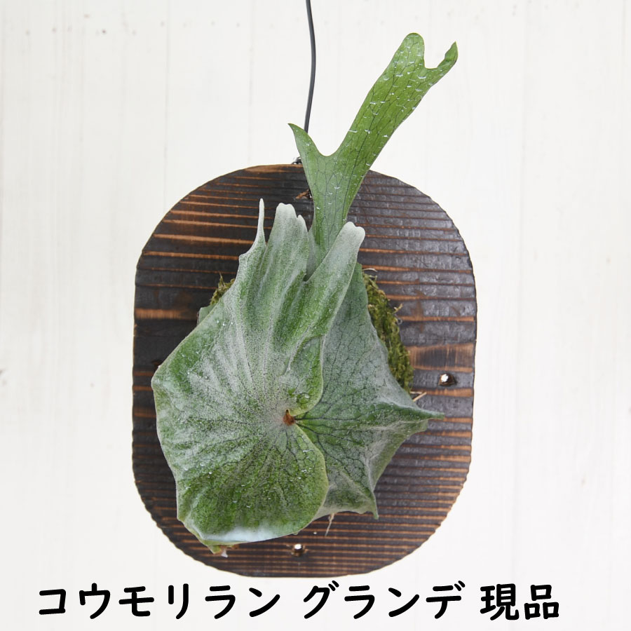 楽天市場】森の王冠！コウモリラン グランデ 5号鉢植え ビカクシダ 観葉植物 送料無料 : Fleur Town 吉本花城園