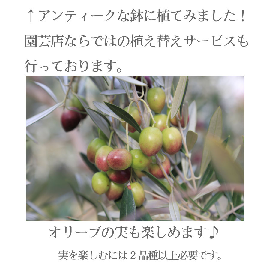 楽天市場 オリーブの木 苗木 品種 織姫 ひなかぜ 鉢植え 庭木 植木 ５号鉢 販売 観葉植物 おしゃれな 樹木 洋風の家に合う ギフト プレゼント 対応可能 Fleur Town 吉本花城園