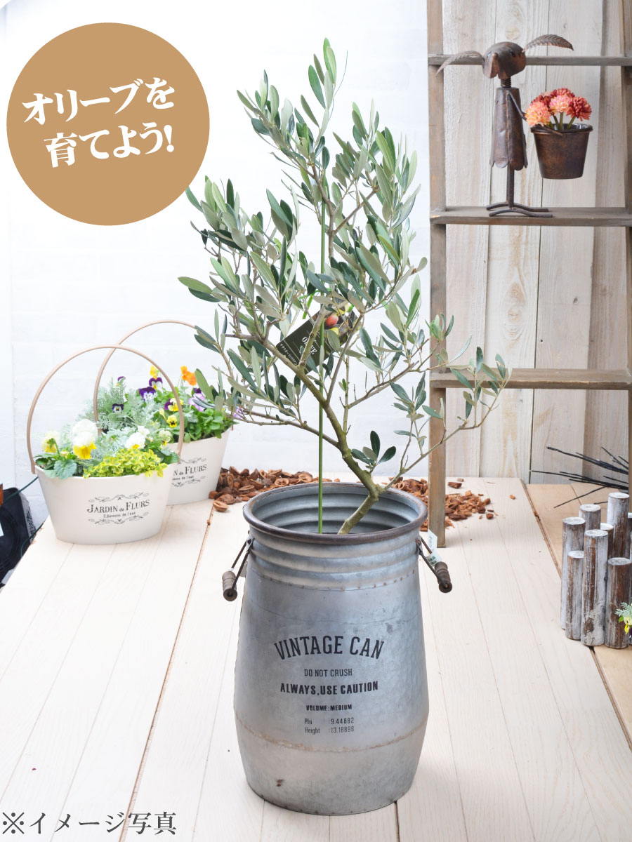 楽天市場 現品 8 デルモロッコ オリーブの木 苗木 鉢植え 庭木 6号鉢 販売 観葉植物 おしゃれな 樹木 洋風の家に合う Fleur Town 吉本花城園