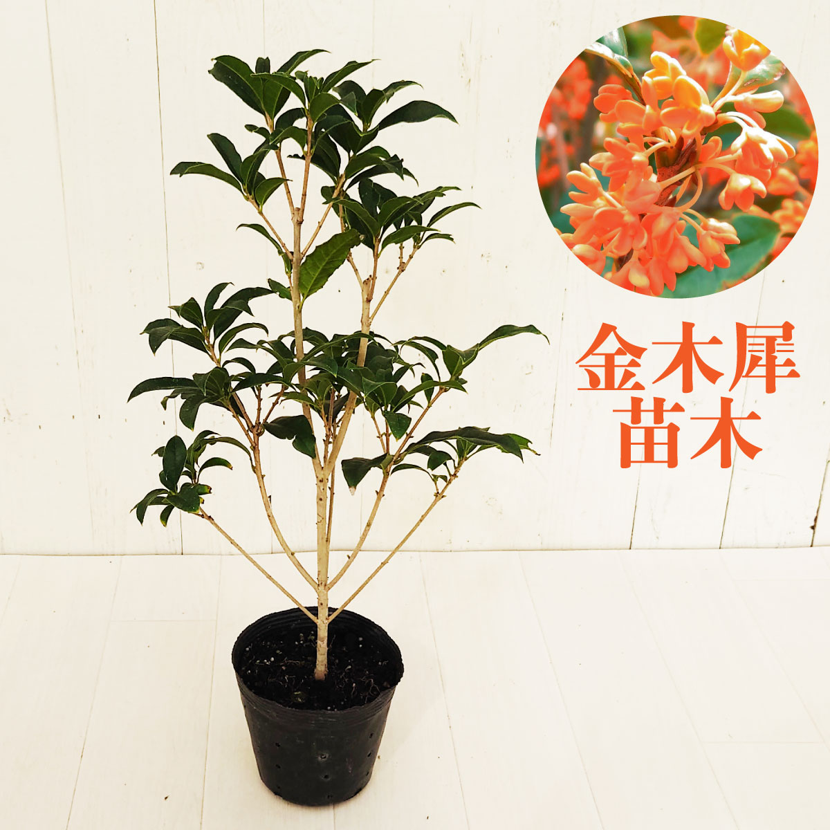 楽天市場】イランイラン 苗 木 5号鉢 花木 香り アロマ 希少 : Fleur