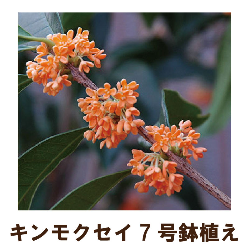 楽天市場 キンモクセイ苗木７号鉢植え 金木犀 植木 庭木 Fleur Town 吉本花城園