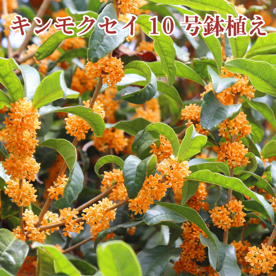 楽天市場】◇送料無料◇ モクセイ 苗 【フレグランスレッド】 0.9m根