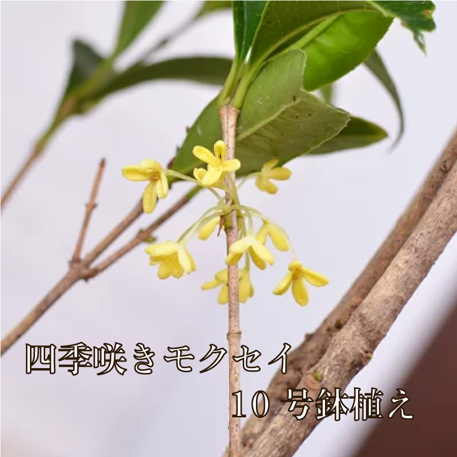 【楽天市場】四季咲きモクセイ 苗木 7号 鉢植え 白花 キンモクセイ きんもくせい金木犀 植木 庭木 ※剪定した苗です※ : Fleur Town  吉本花城園