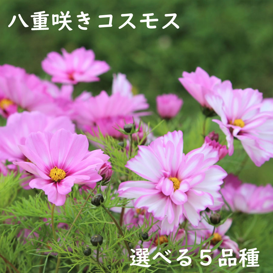 楽天市場】矮性コスモス ミックス 苗 9センチポット 3号 秋桜