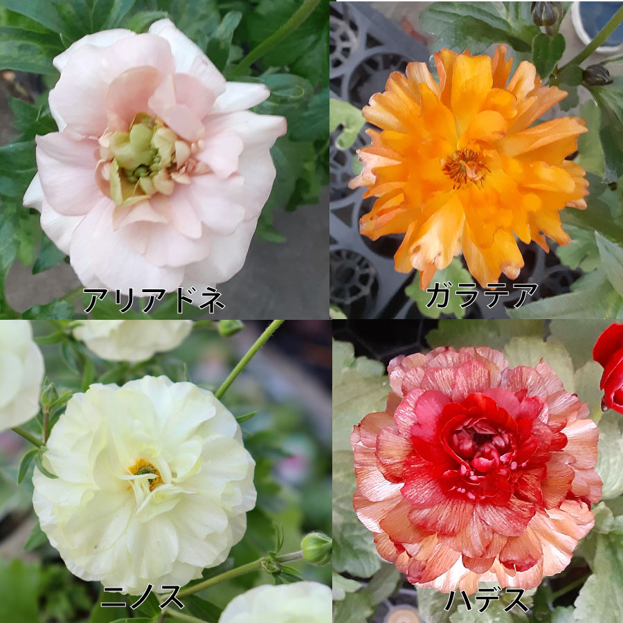 ラナンキュラス ラックス 5号鉢 アウラ エリス ティーバ ジュピター