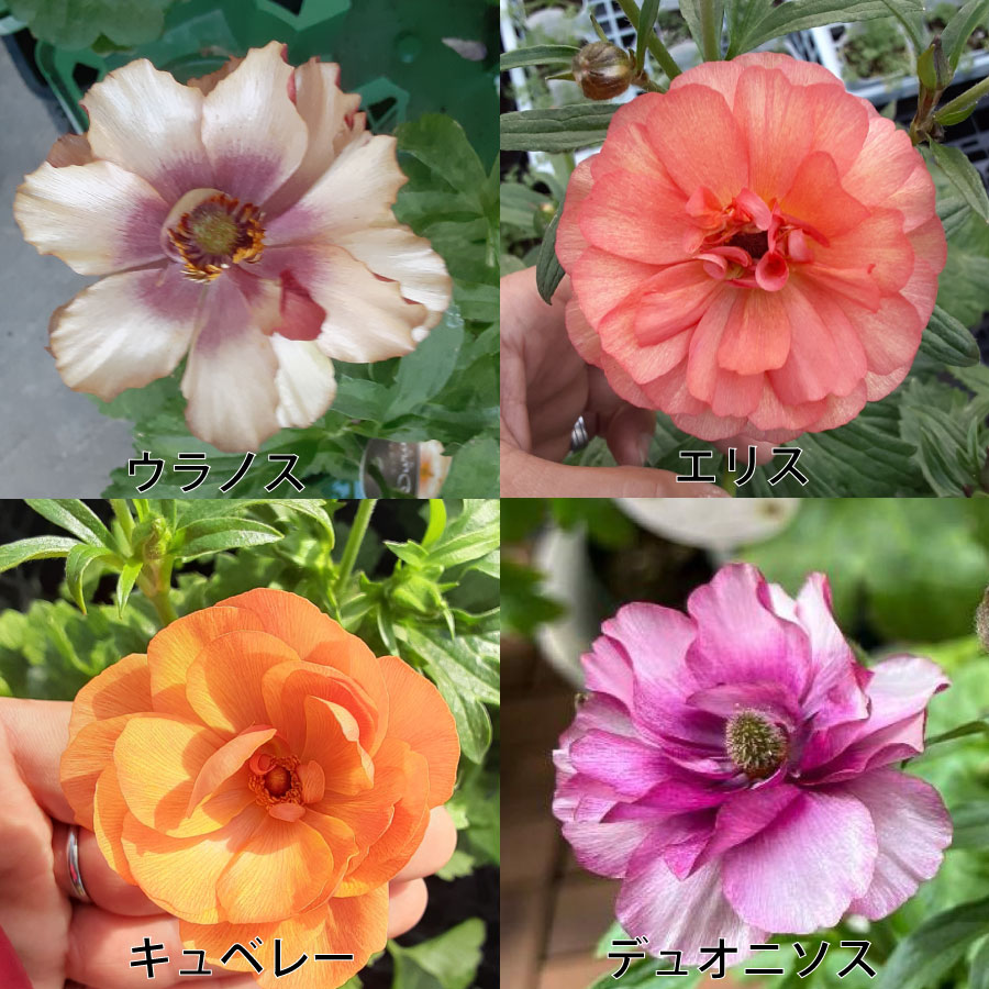 ラナンキュラス ラックス 5号鉢 アウラ エリス ティーバ ジュピター