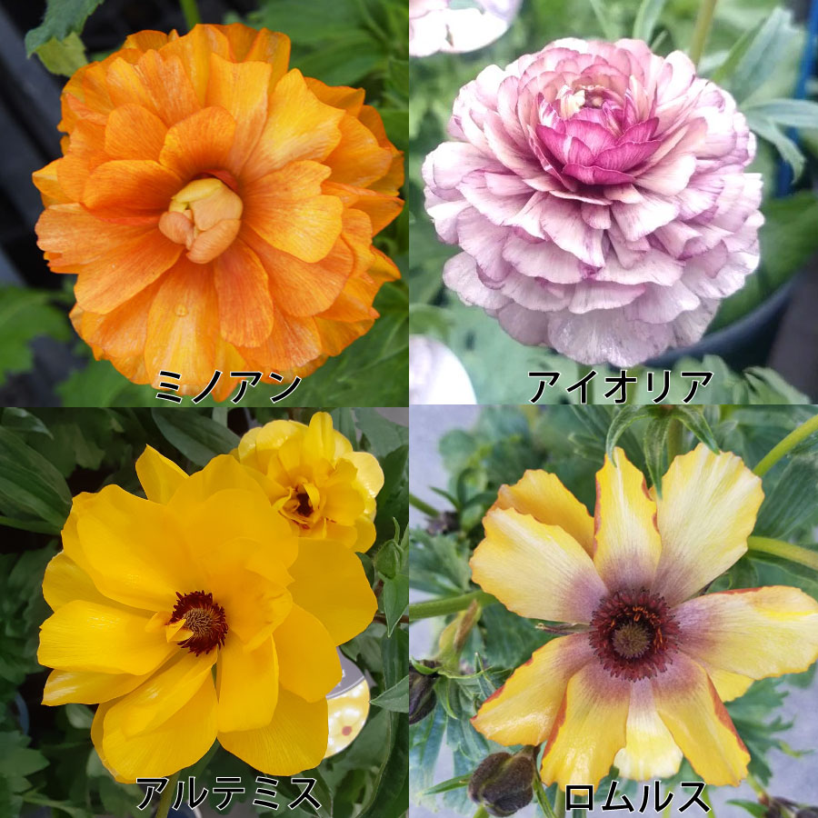 ラナンキュラス ラックス 5号鉢 アウラ エリス ティーバ ジュピター