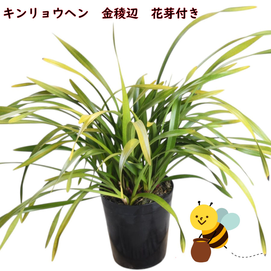 11.キンリョウヘン　3芽2鉢　現物　6号鉢　送料込み 楽天市場】キンリョウヘン 金稜辺 ミツバチを呼ぶ 6号鉢 花芽付き 2026