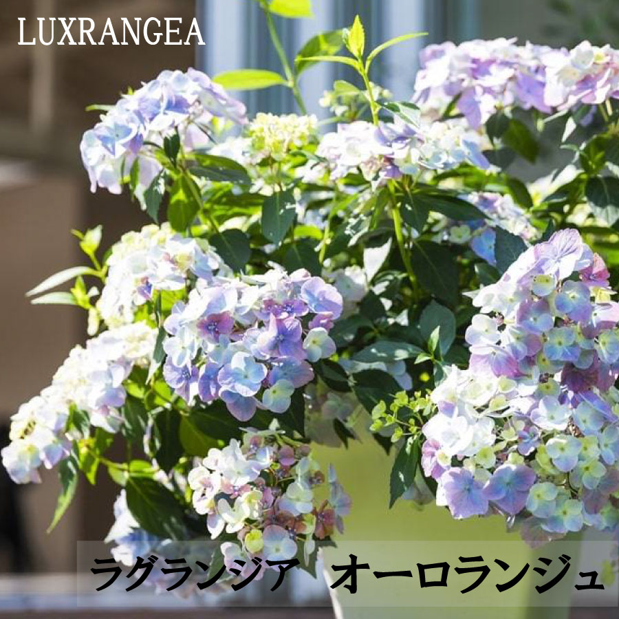 楽天市場】ラグランジア オーロランジュ 【2025年9月新入荷】 3.5号 PW