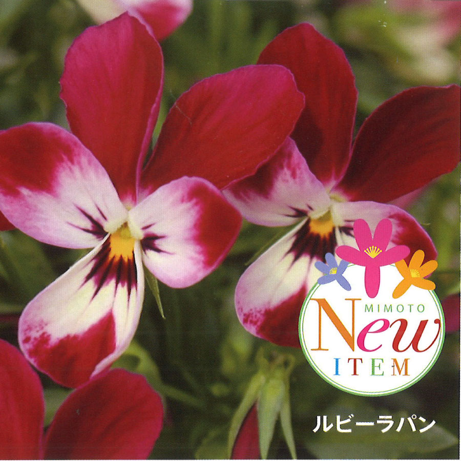 楽天市場】ビオラ レディ 宮崎 石川園芸 アンティーク くすみ 人気の