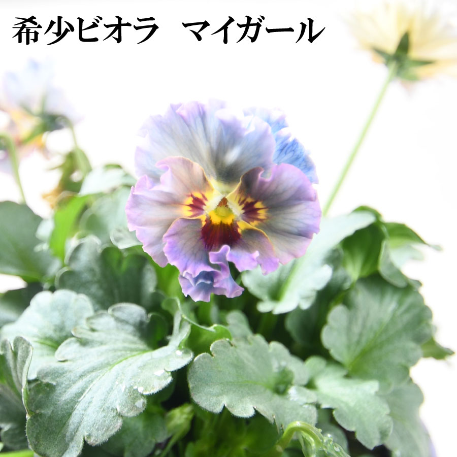 楽天市場】ビオラ マイガール 【再入荷12日20時より販売】 【お1人様2