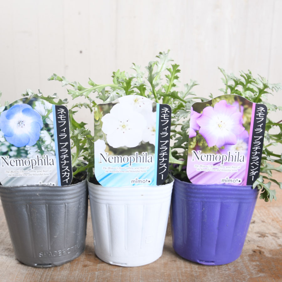 楽天市場】キングフィッシャーデージー 【予約品2月上中旬発送】 3号