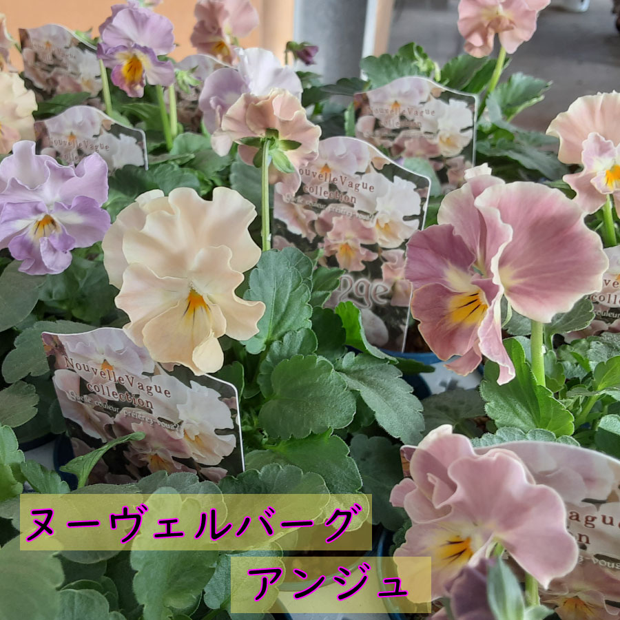 アントワネット ロココ×2 と ヌーヴェルヴァーグ ×2☆ 4苗セット 正規品 楽天市場】パンジー アントワネット ロココ 【12月再入荷予定】 サトウ