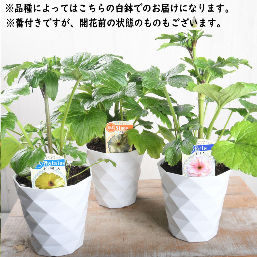 ラナンキュラス ラックス 5号鉢 アウラ エリス ティーバ ジュピター