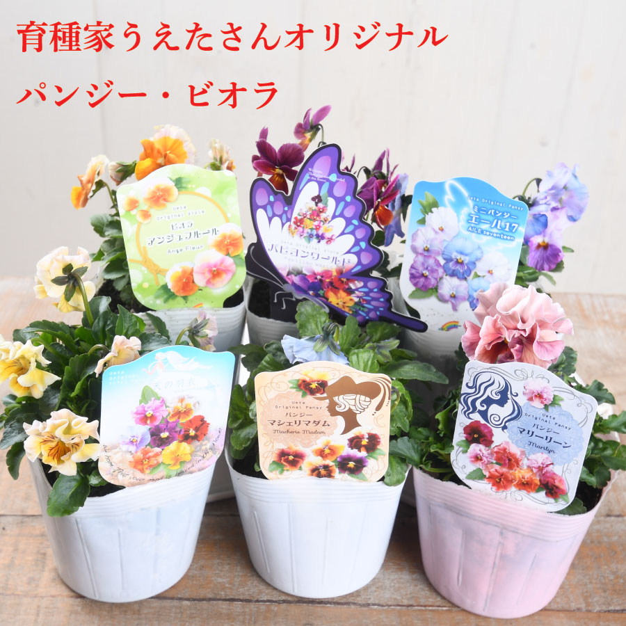 楽天市場】ビオラ レディ 【再入荷予定です】 宮崎 石川園芸