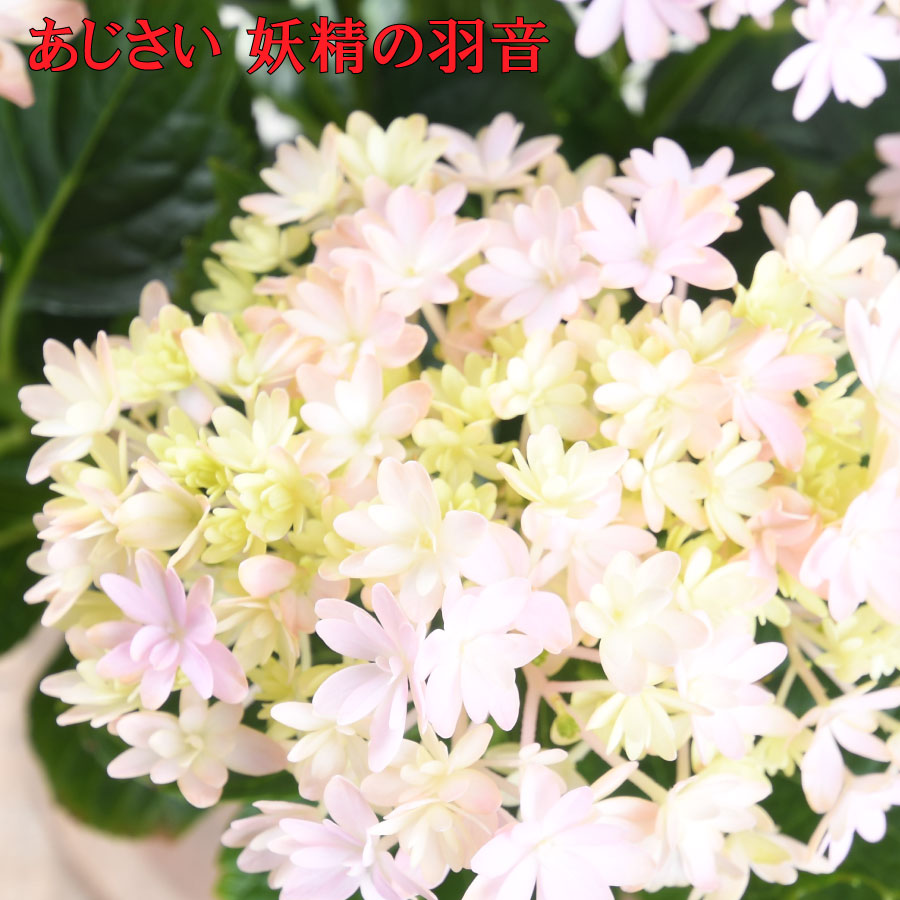 楽天市場】あじさい 妖精の羽音 ようせいのはね 5号鉢 加茂