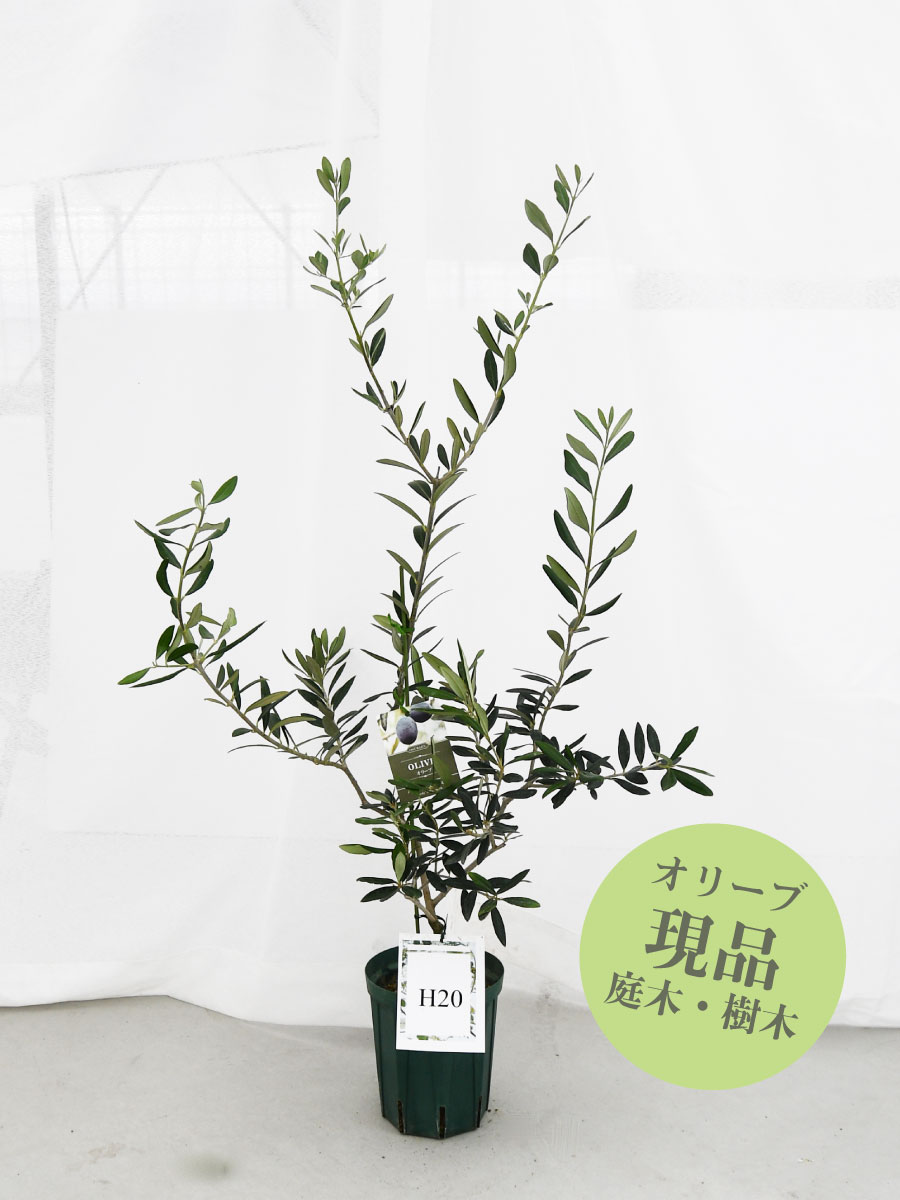 楽天市場】【現品】 オリーブの木 苗木 品種 コレッジョラ 鉢植え 庭木