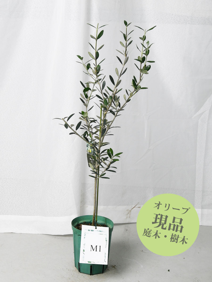 楽天市場】【現品】 オリーブの木 苗木 品種 コレッジョラ 鉢植え 庭木