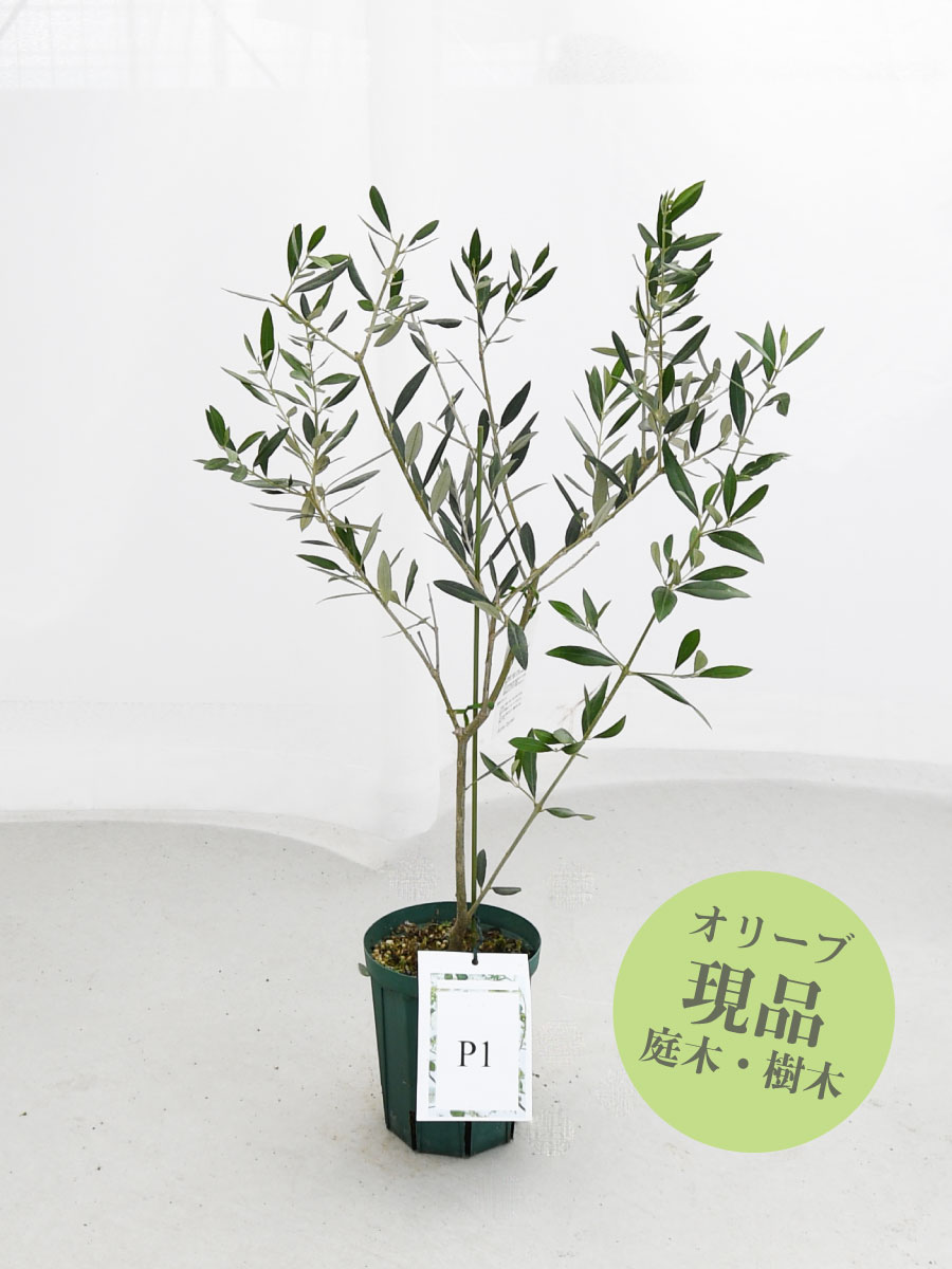 楽天市場】【現品】 オリーブの木 苗木 品種 コレッジョラ 鉢植え 庭木