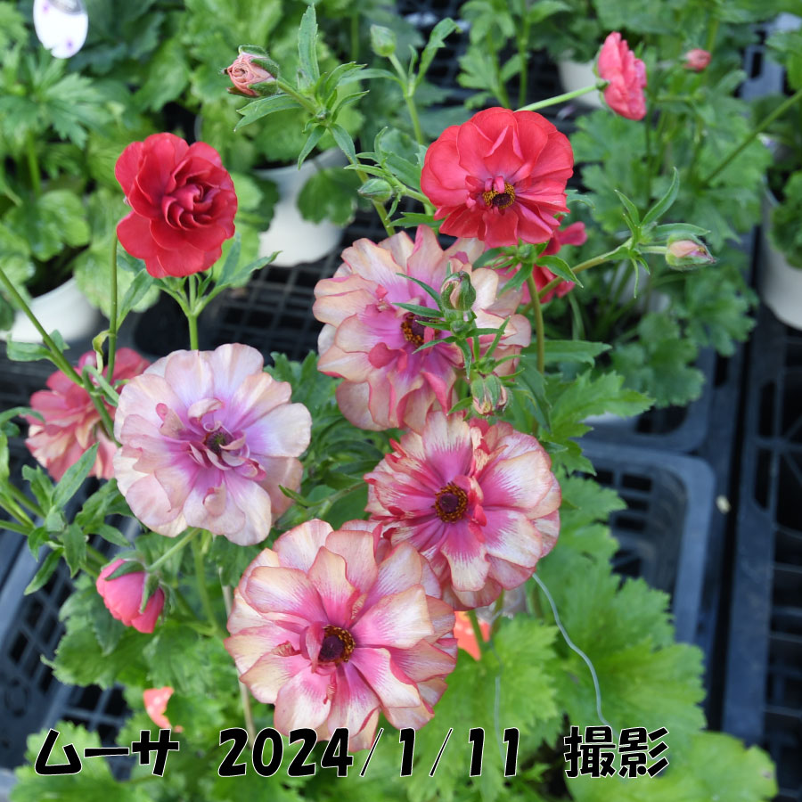 ラナンキュラス ラックス 5号鉢 アウラ エリス ティーバ ジュピター