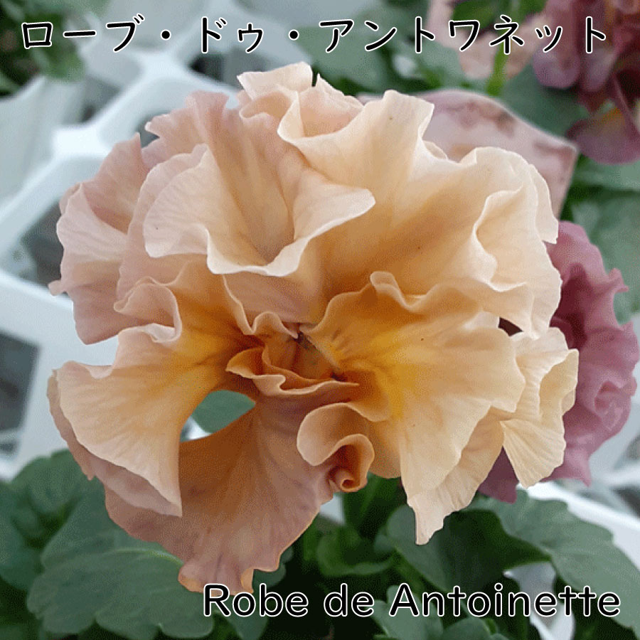 ◆◆専用　ＲＡ40♥サトウ園芸　ローブドゥアントワネット 楽天市場】ローブドゥアントワネット 【12月4日20時より販売】 サトウ