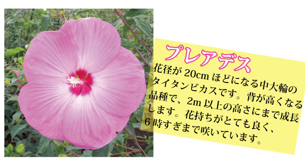 大型宿根性ハイビスカス タイタンビカス 3 5号苗