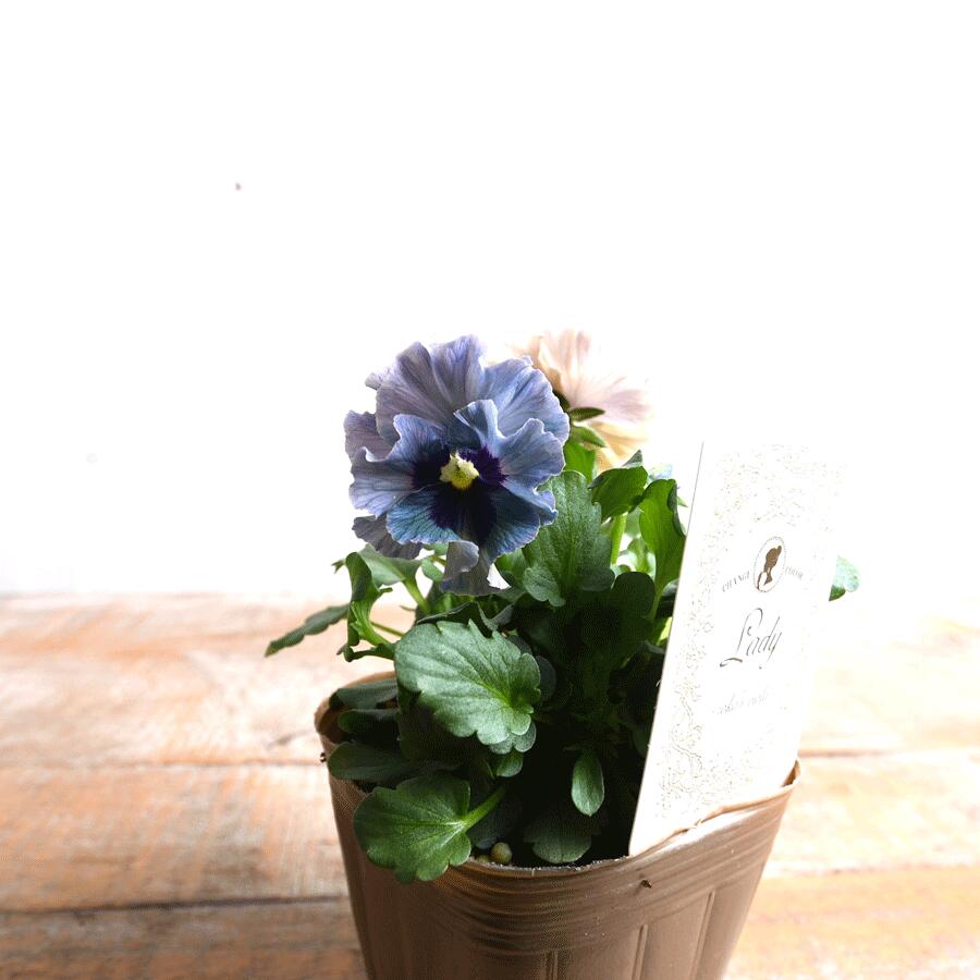 楽天市場】ビオラ レディ 【26日20時より販売】 宮崎 石川園芸