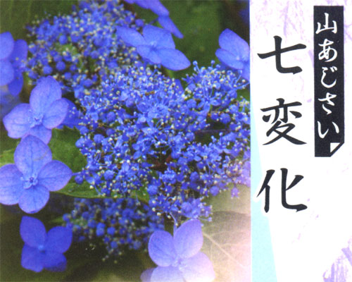 トップ100 山 アジサイ 七 変化 最高の花の画像