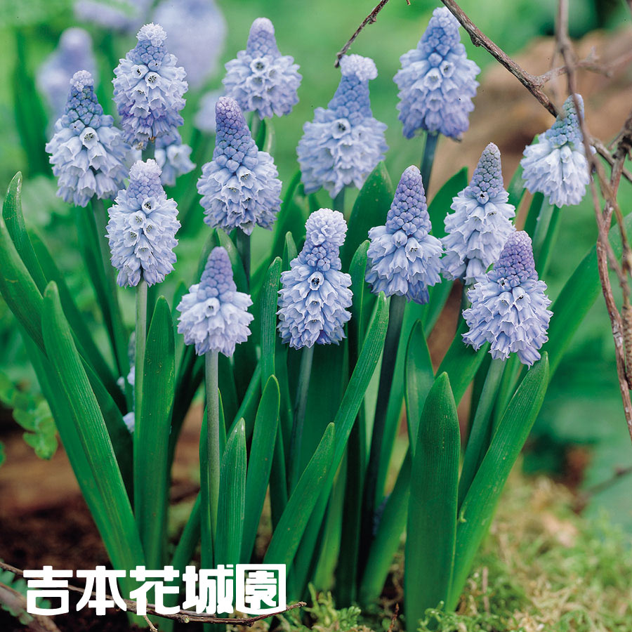 楽天市場 ご予約品 10月上旬から順次発送 ムスカリ 球根 アズリュームブルー 5球 Fleur Town 吉本花城園