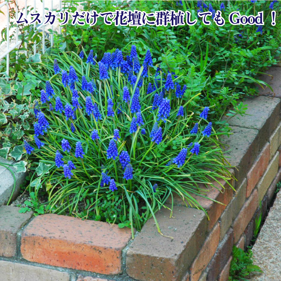 楽天市場 ムスカリ 球根 アルメニアカム 大量 30球セット 育てやすさと可愛さはチューリップ越え ご予約品 10月末からお届け Fleur Town 吉本花城園