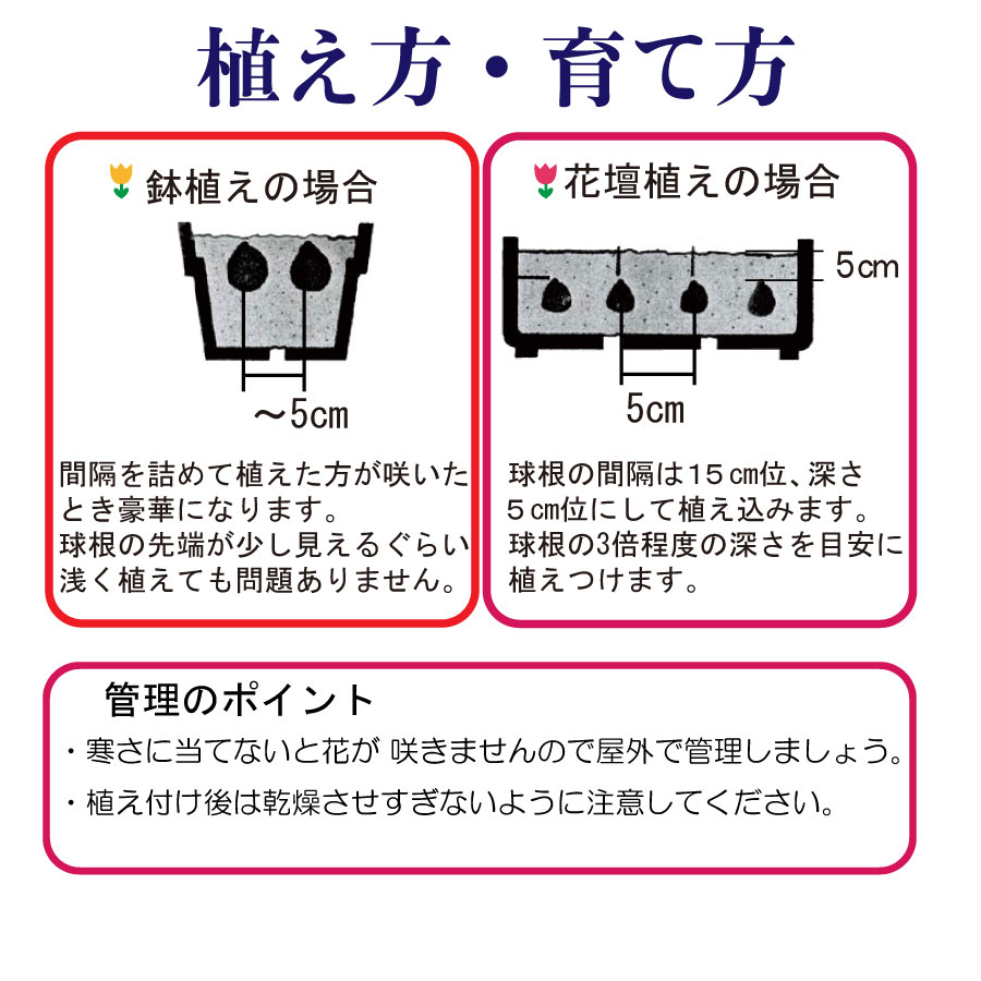 楽天市場 ムスカリ 球根 アルメニアカム 大量 30球セット 育てやすさと可愛さはチューリップ越え ご予約品 10月末からお届け Fleur Town 吉本花城園