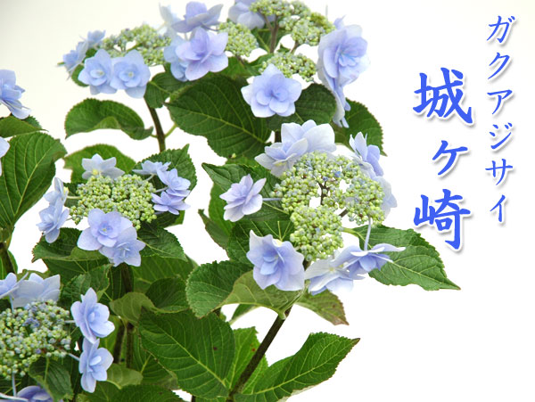 最新城ヶ崎 アジサイ 最高の花の画像
