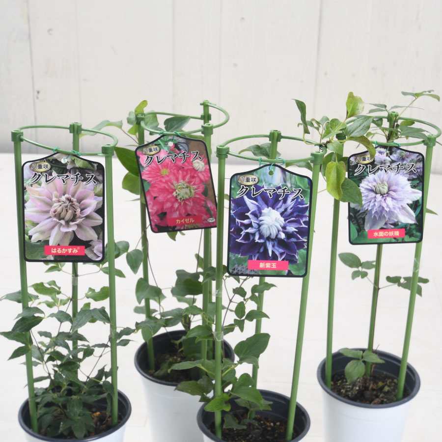 B・クレマチス・紀三井寺・きみいでら・宿根草・四季咲き・旧枝咲き