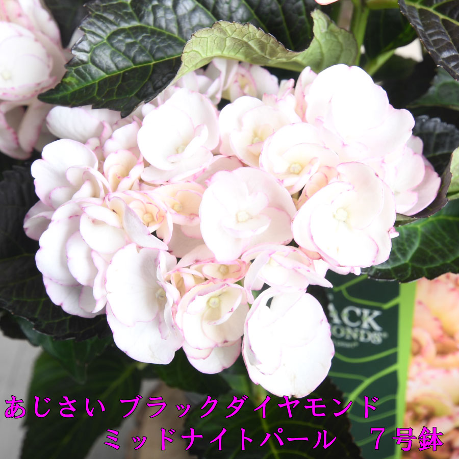 アジサイ　7種7鉢 紫陽花 アジサイ7種7鉢 紫陽花