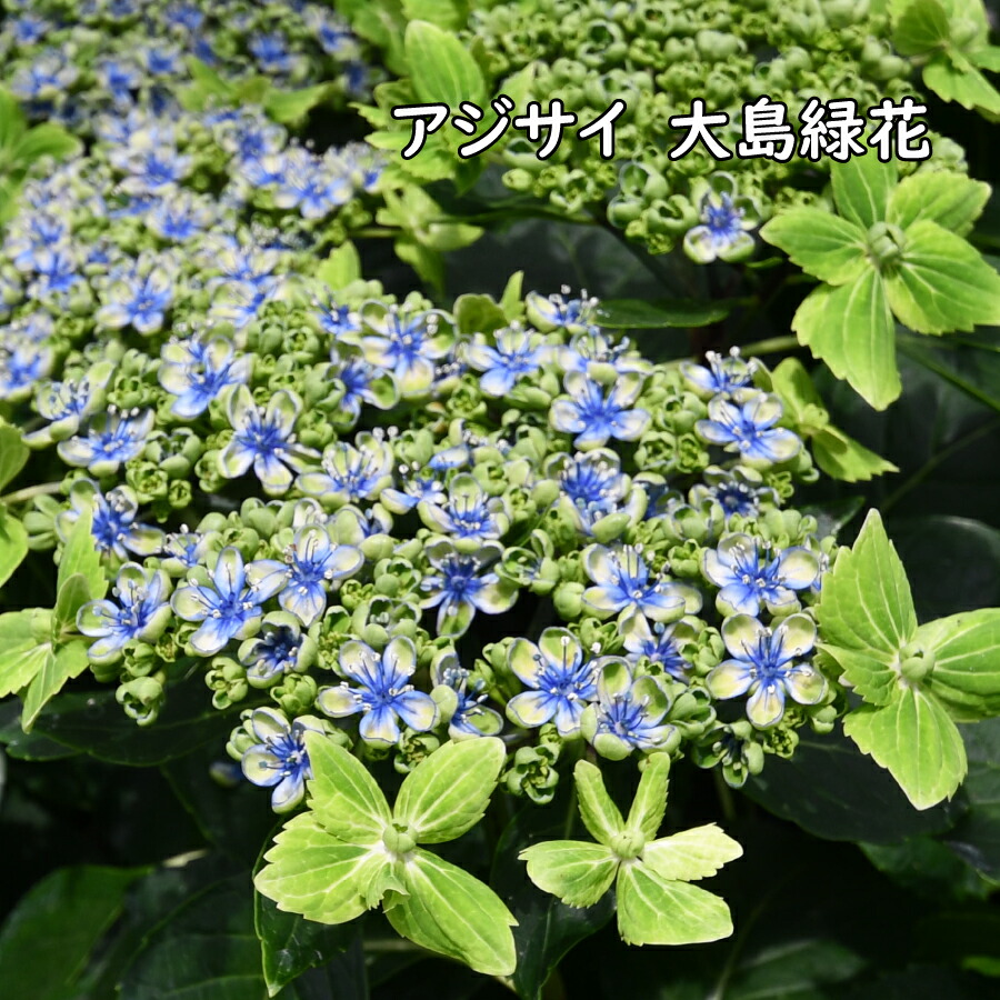 楽天市場】秋色 あじさい 福岡 鬼木さん 人気アジサイ 4号鉢 色