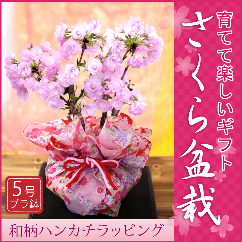 桜盆栽 さくら 5号鉢 和柄 ハンカチ ラッピング 誕生日 ホワイトデー 卒業式 入学式 お祝い 2月下旬以降のお届け