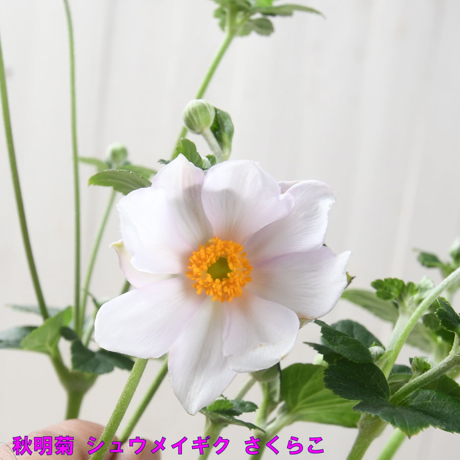 信州産　秋明菊桃色・白　joy様　ご確認用です♪ 楽天市場】秋明菊 ももいろブーケ シュウメイギク 5号鉢 秋の花