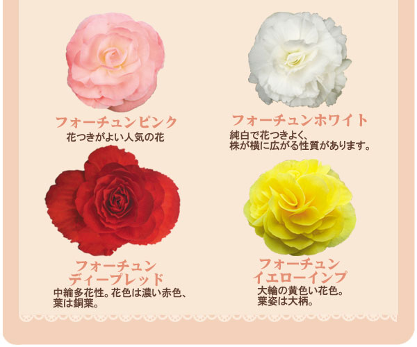 最高ベゴニア 球根 最高の花の画像